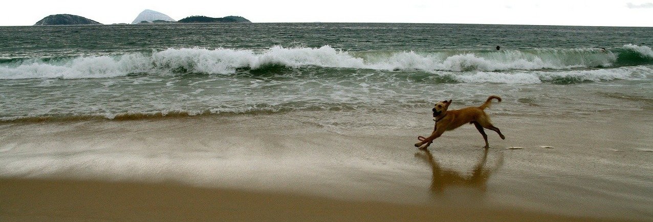 Dog running at the beach